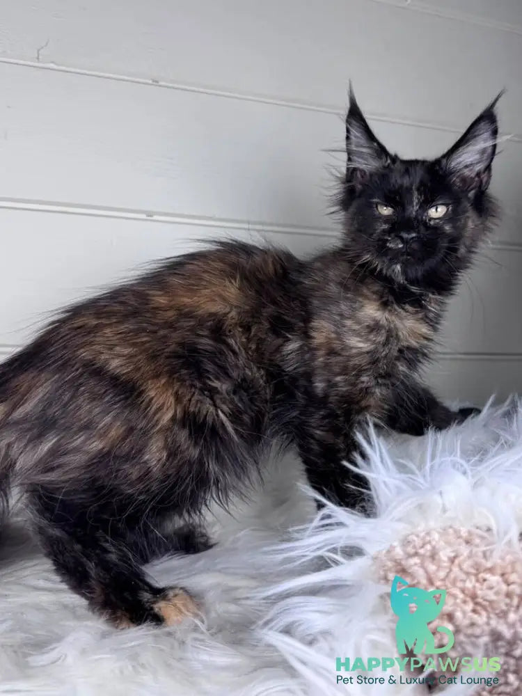 Agness Maine Coon female black tortie - live animals