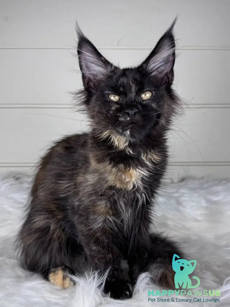 Agness Maine Coon female black tortie - live animals