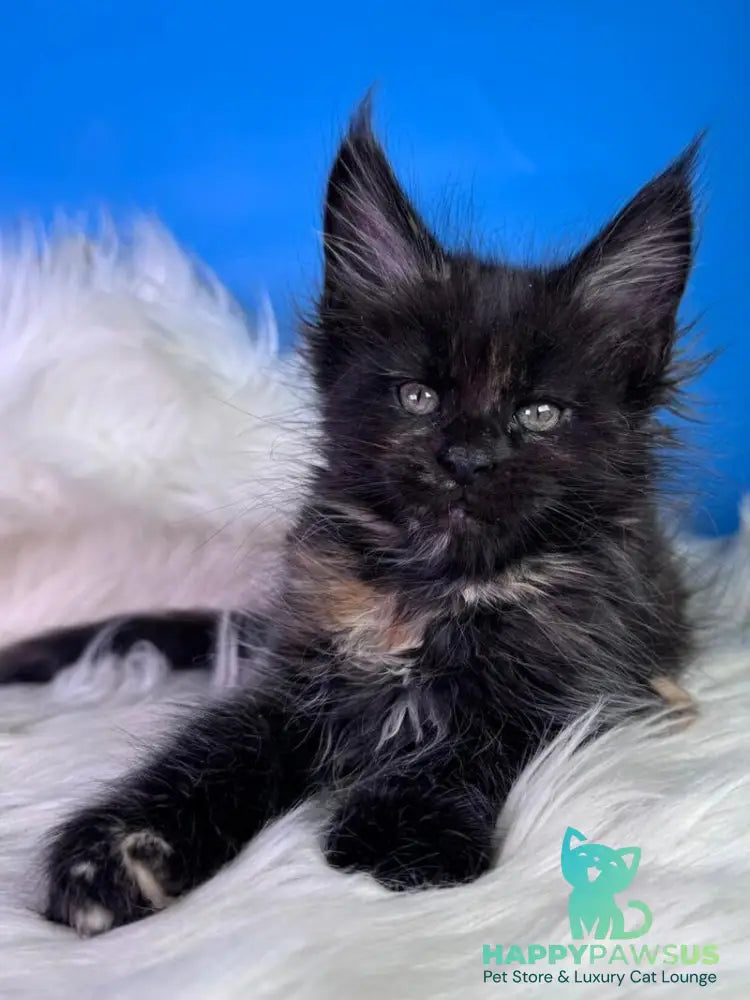 Agness Maine Coon female black tortie - live animals
