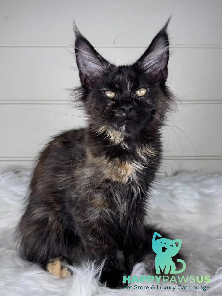 Agness Maine Coon female black tortie - live animals