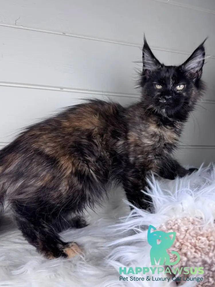 Agness Maine Coon female black tortie - live animals