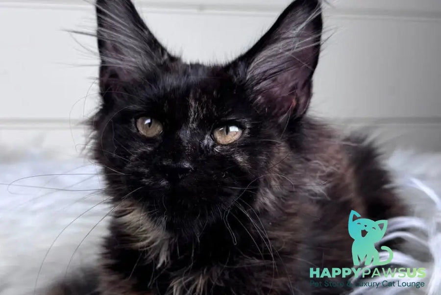 Agness Maine Coon female black tortie - live animals