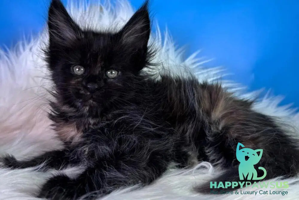 Agness Maine Coon female black tortie - live animals