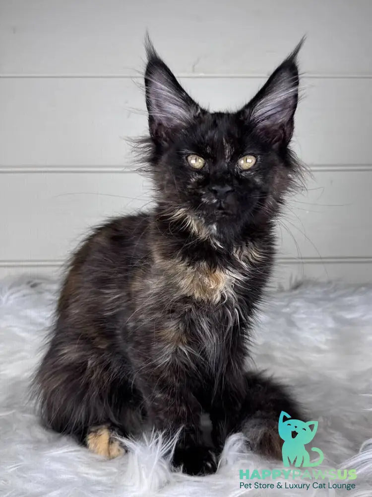 Agness Maine Coon female black tortie - live animals