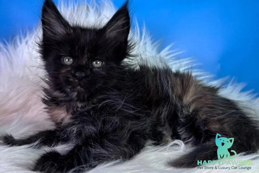 Agness Maine Coon female black tortie - live animals