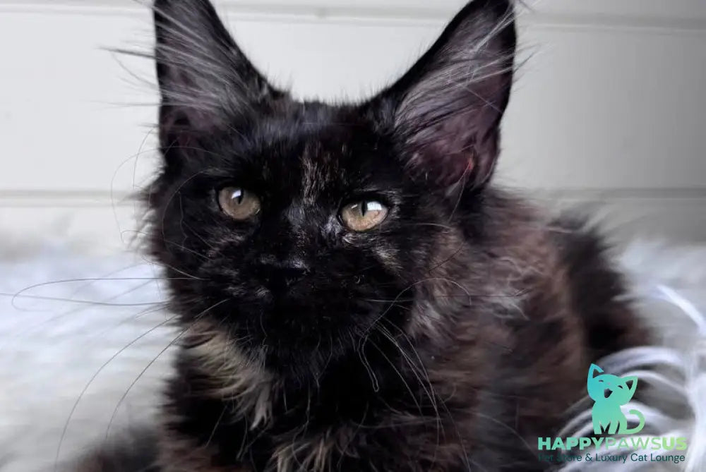 Agness Maine Coon female black tortie - live animals
