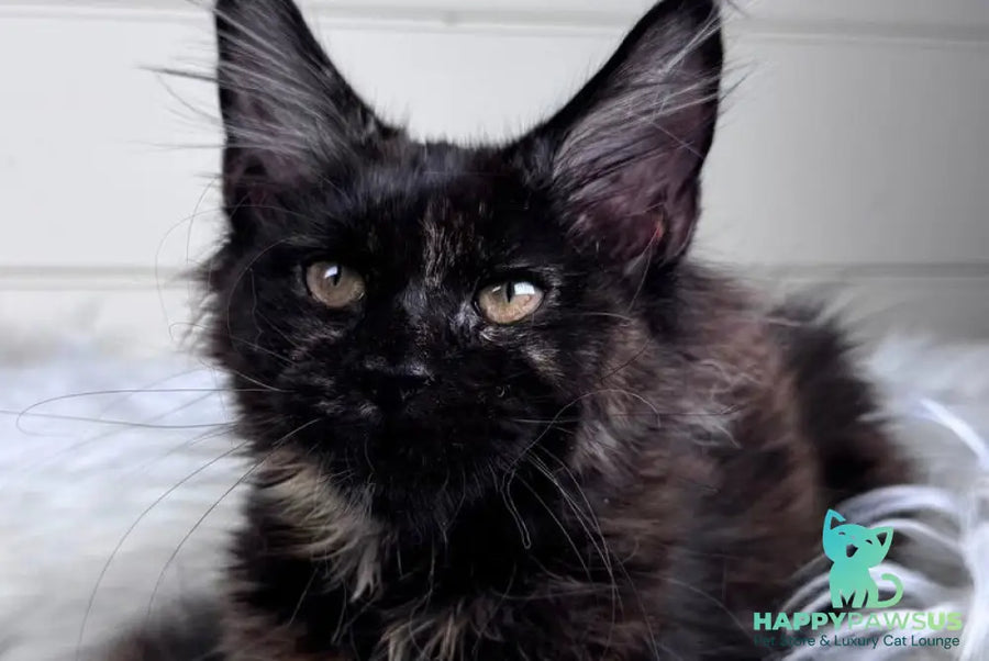 Agness Maine Coon female black tortie - live animals