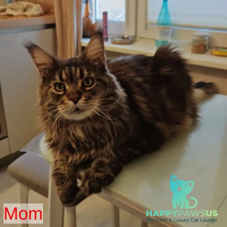 Aiden Maine Coon male red tabby with white - live animals