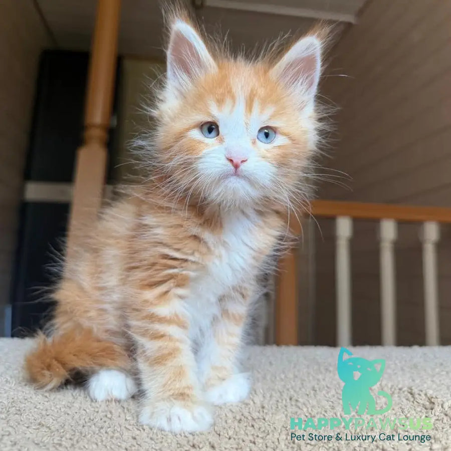 Aiden Maine Coon male red tabby with white - live animals