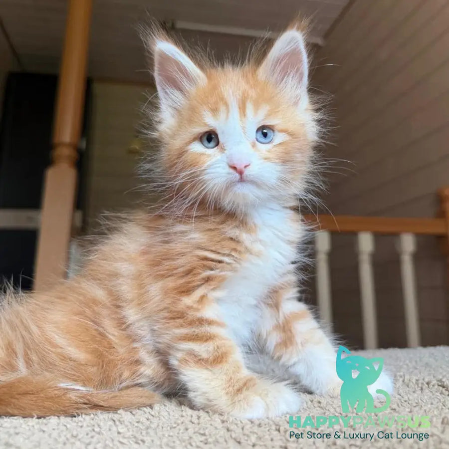 Aiden Maine Coon male red tabby with white - live animals