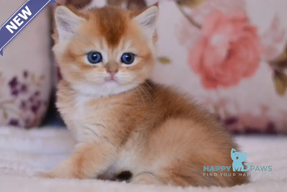 Aila British Shorthair female black golden shaded live animals