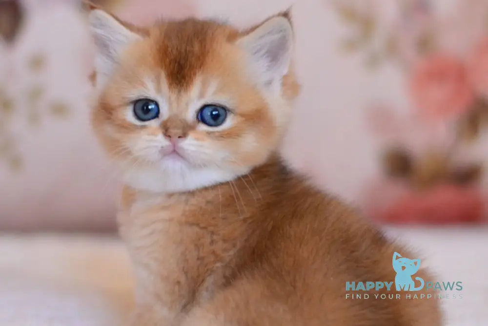 Aila British Shorthair female black golden shaded live animals