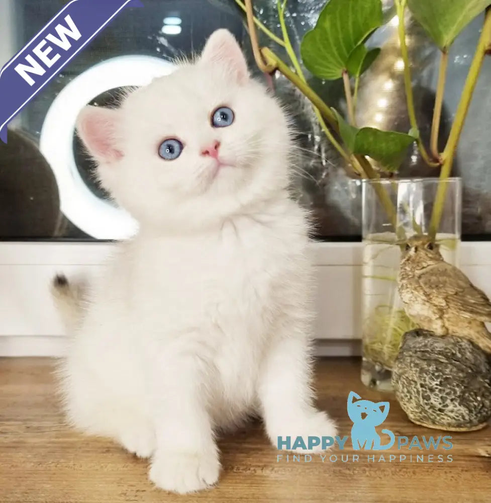 Aimee British Shorthair female black golden chinchilla pointed live animals