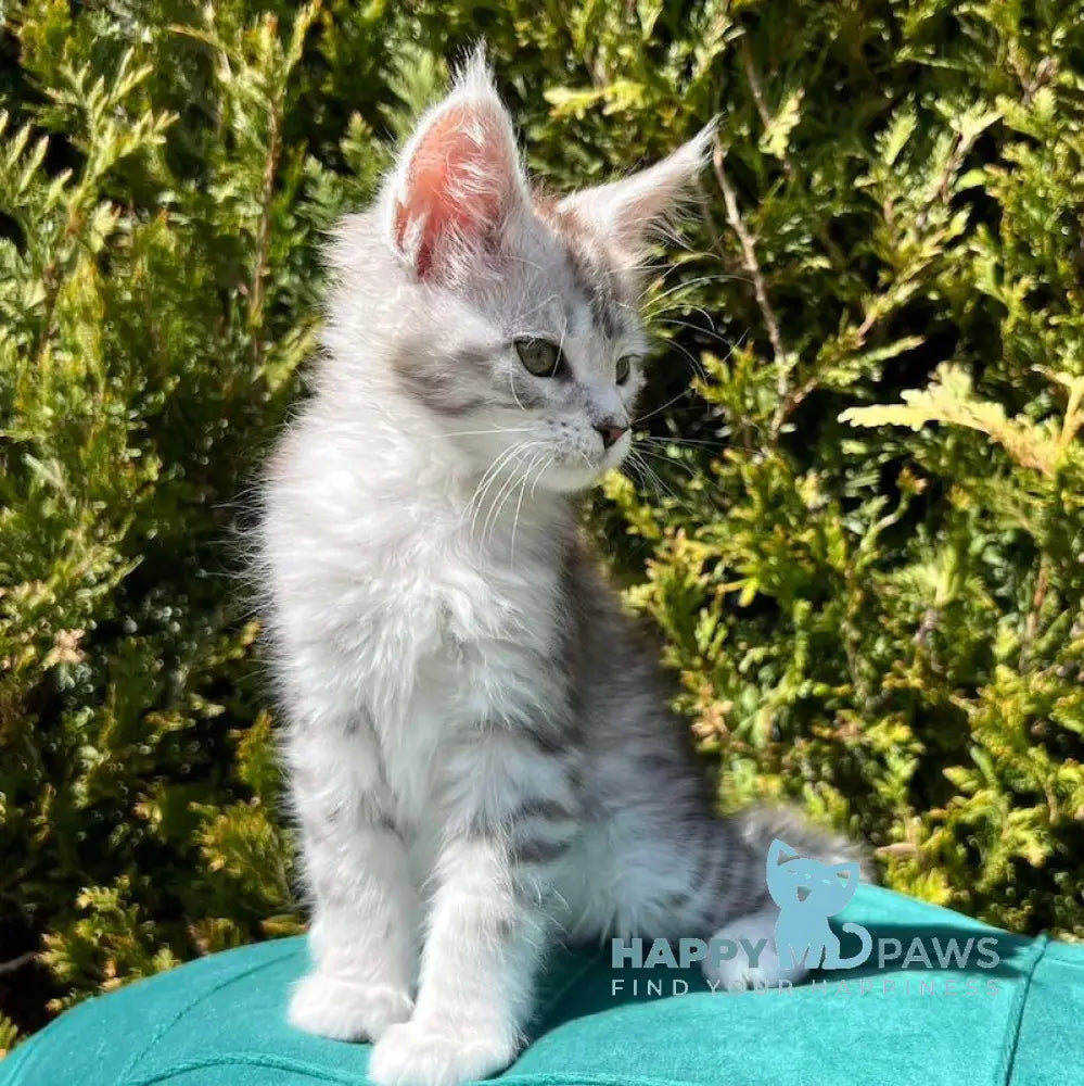 Aira Maine Coon female black silver tabby live animals