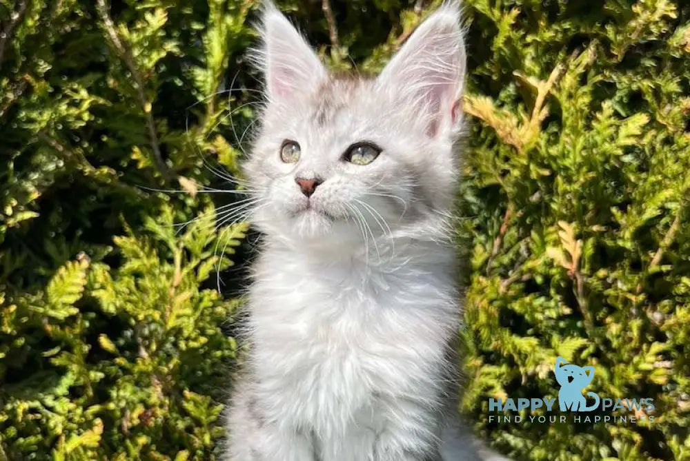Aira Maine Coon female black silver tabby live animals