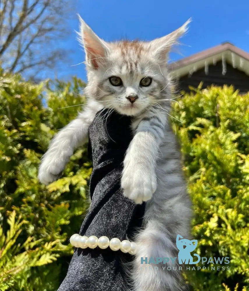 Aira Maine Coon female black silver tabby live animals