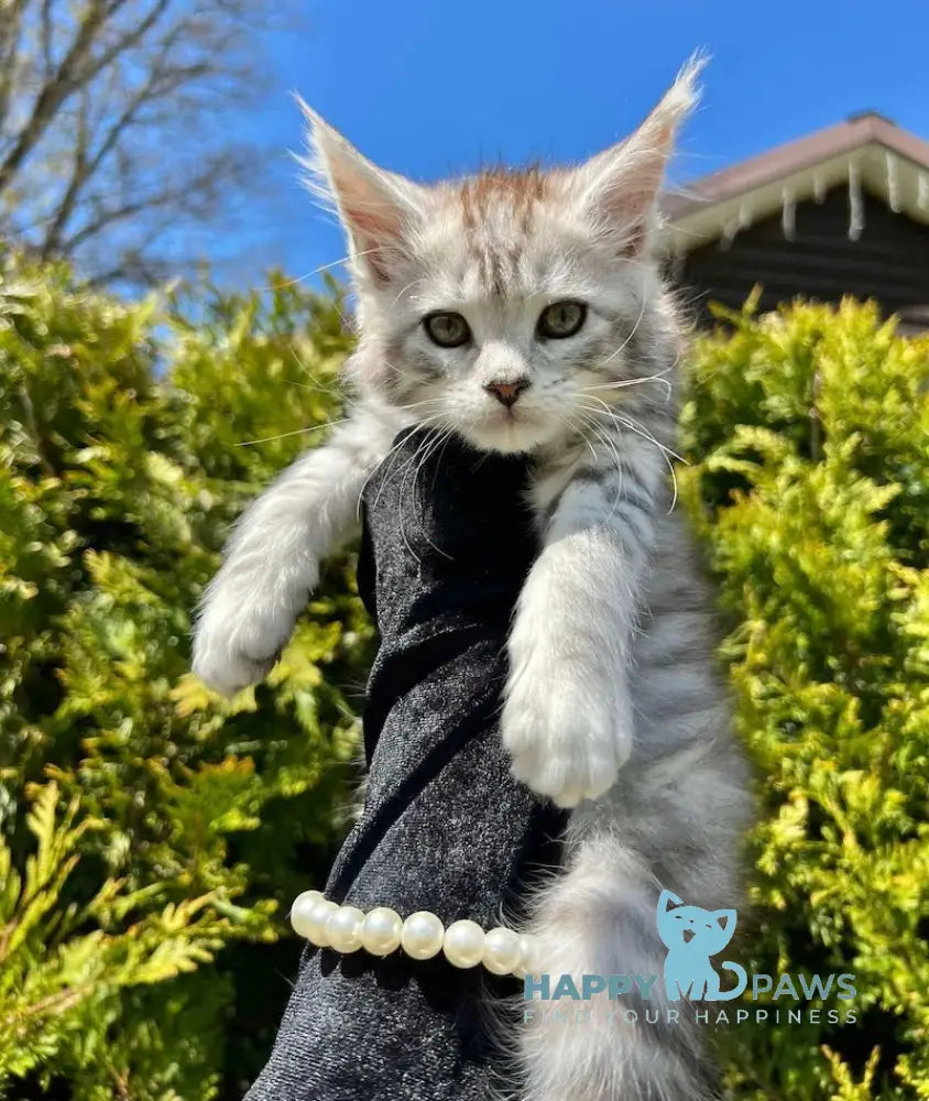 Aira Maine Coon female black silver tabby live animals