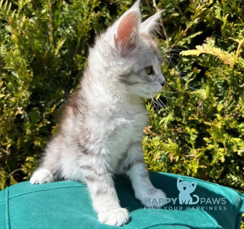Aira Maine Coon female black silver tabby live animals