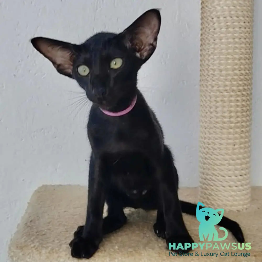 Airin Oriental Shorthair female chocolate - live animals
