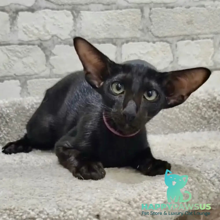 Airin Oriental Shorthair female chocolate - live animals