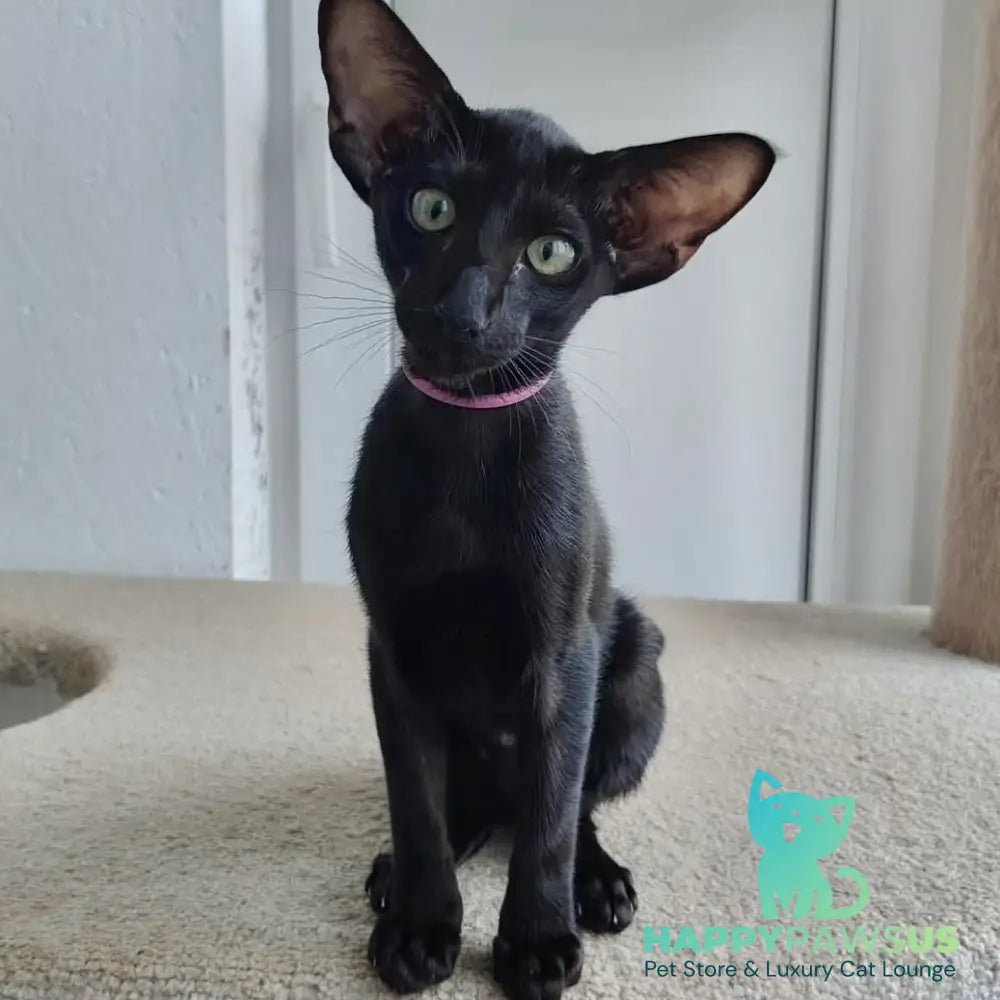 Airin Oriental Shorthair female chocolate - live animals