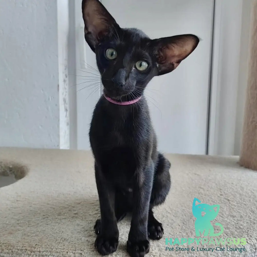 Airin Oriental Shorthair female chocolate - live animals