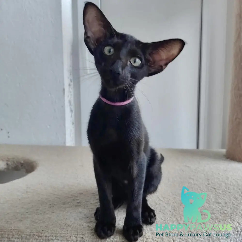 Airin Oriental Shorthair female chocolate - live animals