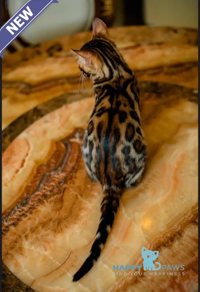 Airis Bengal male black spotted tabby live animals