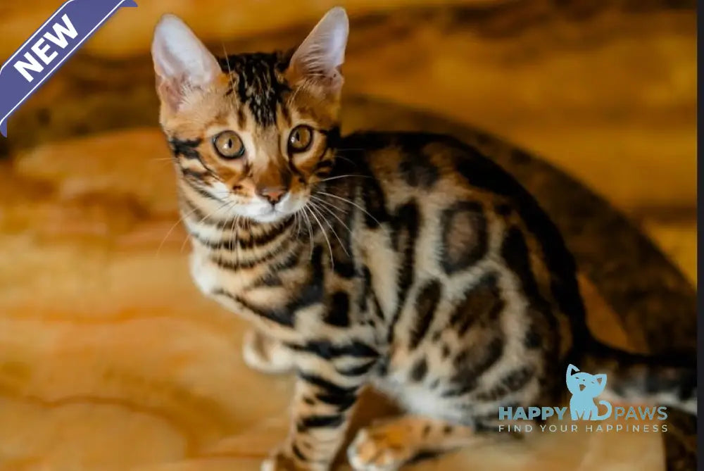 Airis Bengal male black spotted tabby live animals