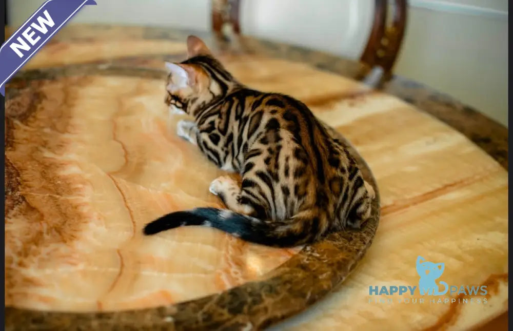 Airis Bengal male black spotted tabby live animals