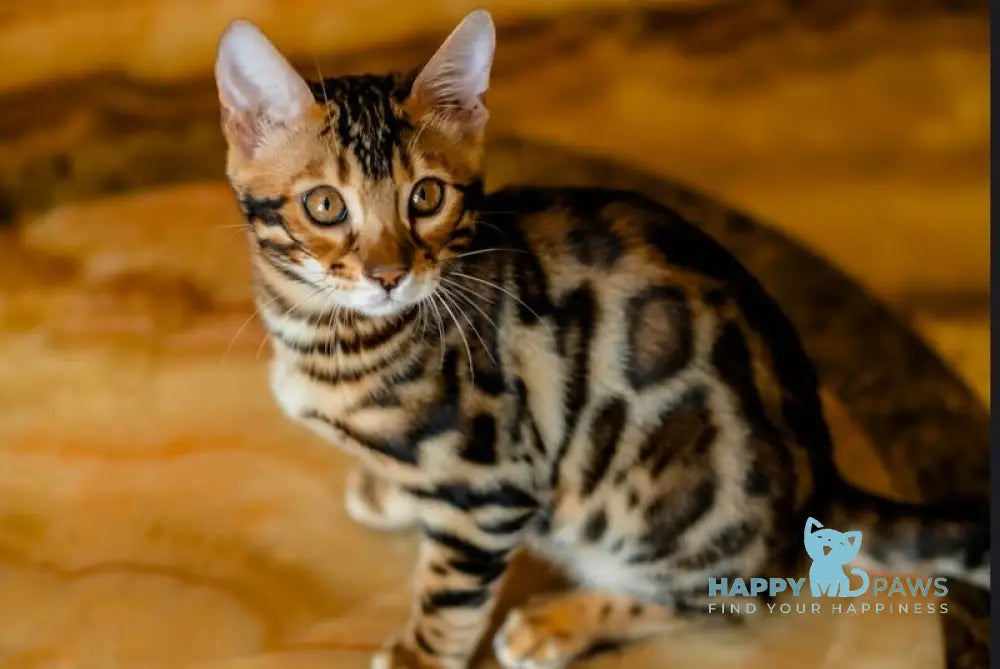 Airis Bengal male black spotted tabby live animals