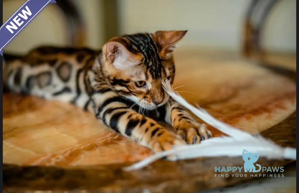 Airis Bengal male black spotted tabby live animals