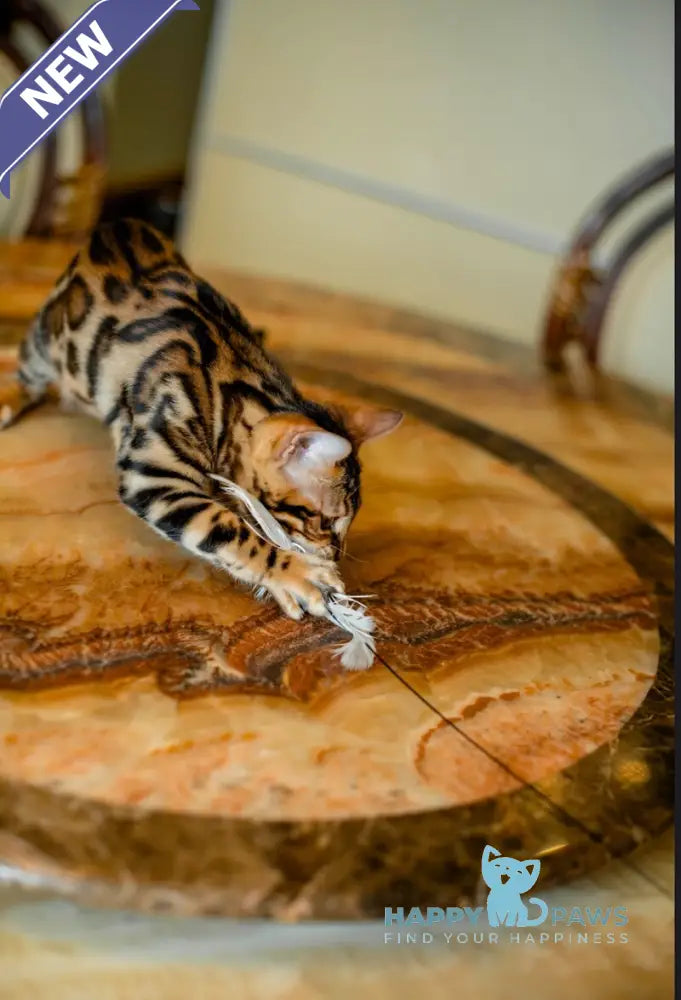 Airis Bengal male black spotted tabby live animals
