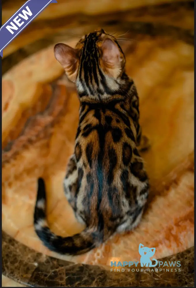 Airis Bengal male black spotted tabby live animals