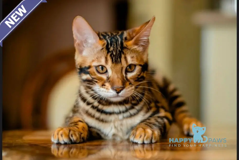 Airis Bengal male black spotted tabby live animals