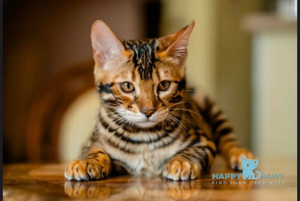 Airis Bengal male black spotted tabby live animals