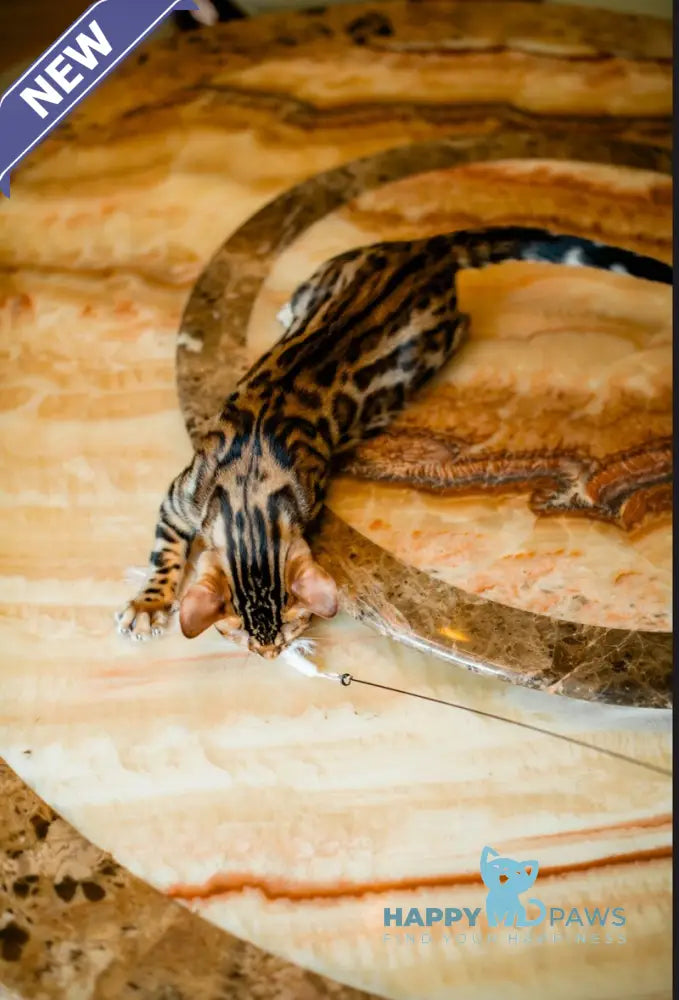 Airis Bengal male black spotted tabby live animals