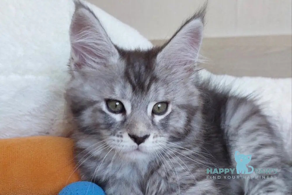 Airis Maine Coon female black silver tabby live animals