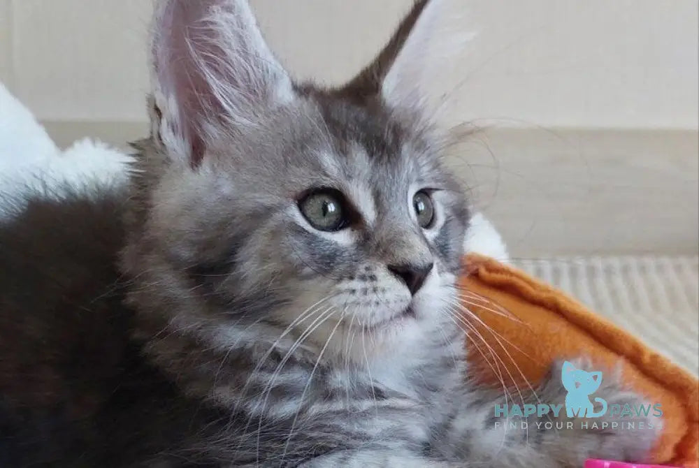 Airis Maine Coon female black silver tabby live animals