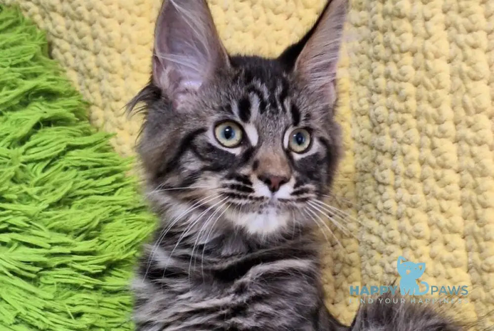 Airis Maine Coon polydactyl female black tabby live animals