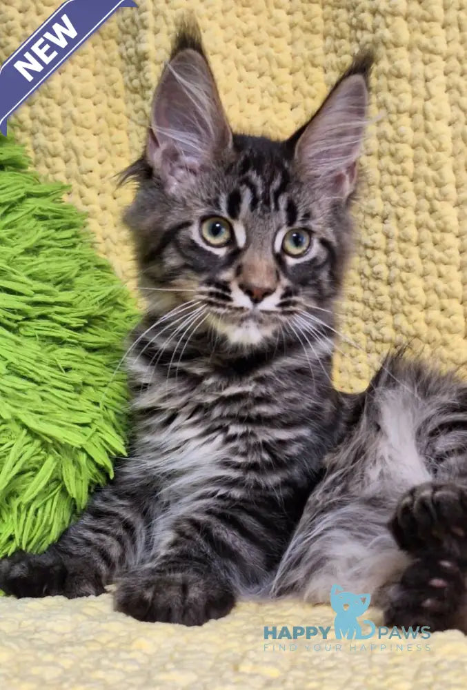 Airis Maine Coon polydactyl female black tabby live animals