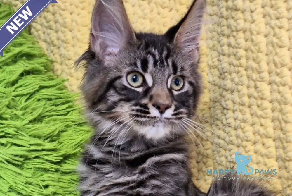 Airis Maine Coon polydactyl female black tabby live animals