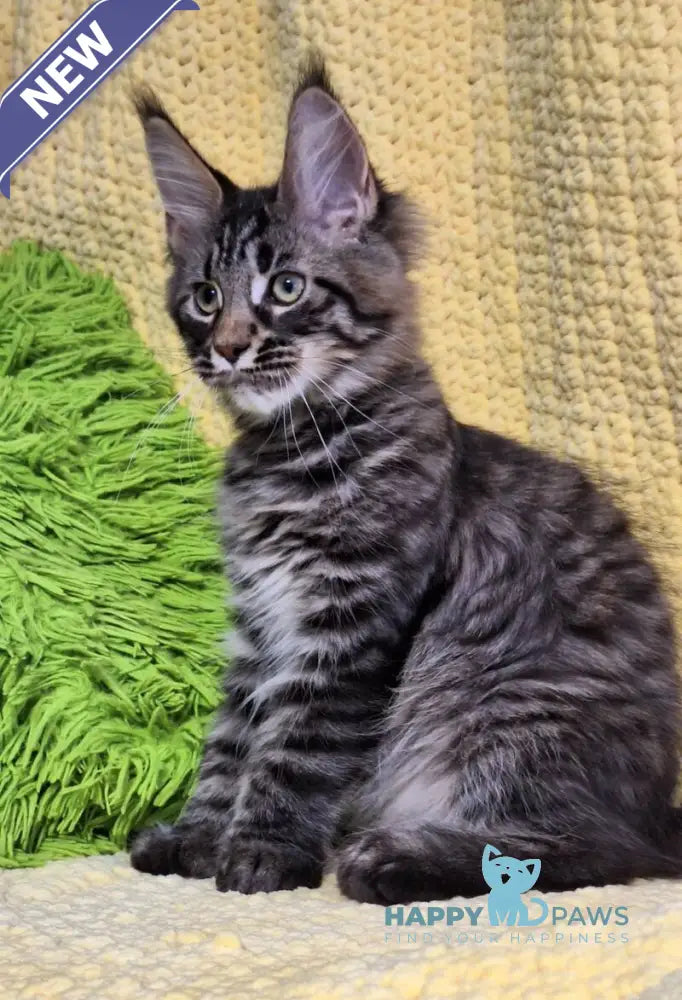Airis Maine Coon polydactyl female black tabby live animals