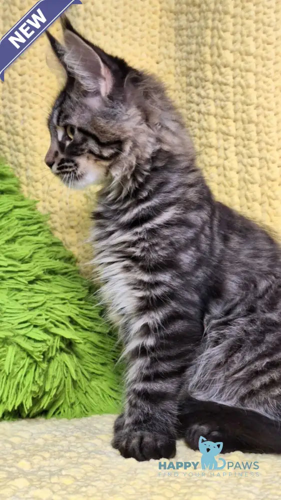 Airis Maine Coon polydactyl female black tabby live animals