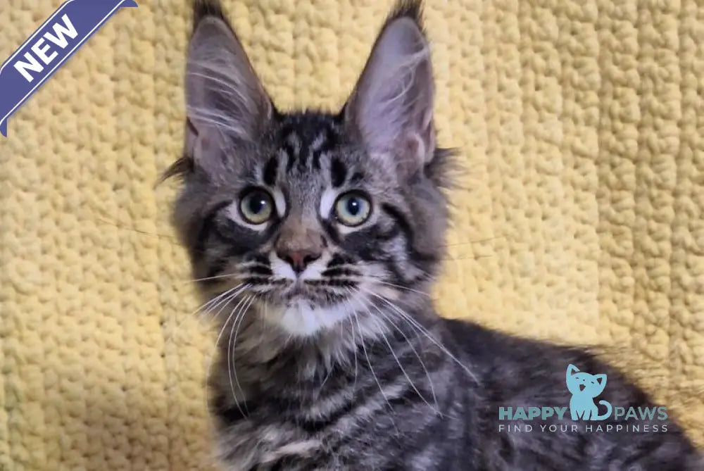 Airis Maine Coon polydactyl female black tabby live animals