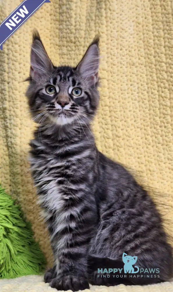 Airis Maine Coon polydactyl female black tabby live animals