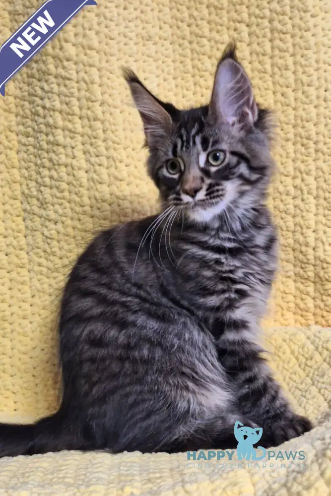 Airis Maine Coon polydactyl female black tabby live animals