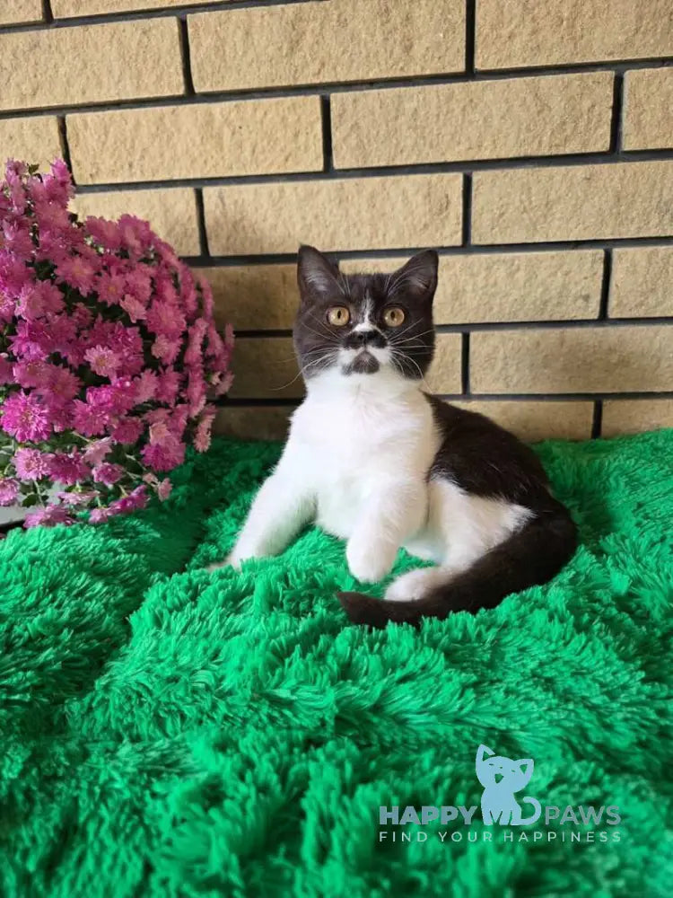 Aisha British Shorthair female black bicolour live animals