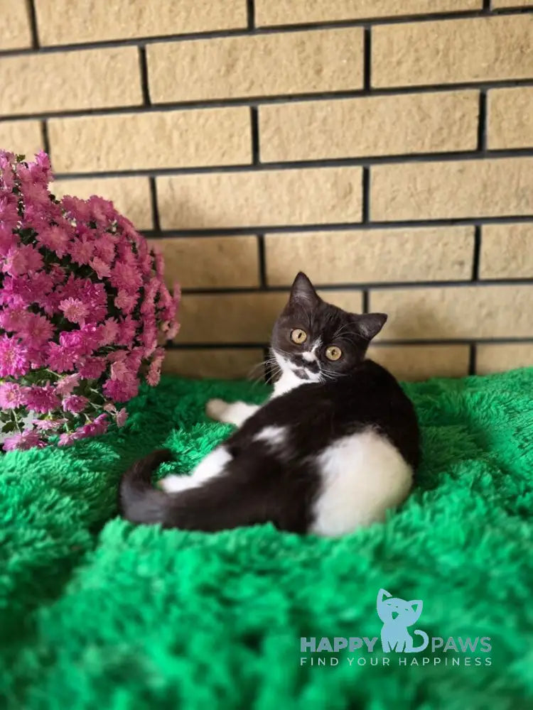 Aisha British Shorthair female black bicolour live animals