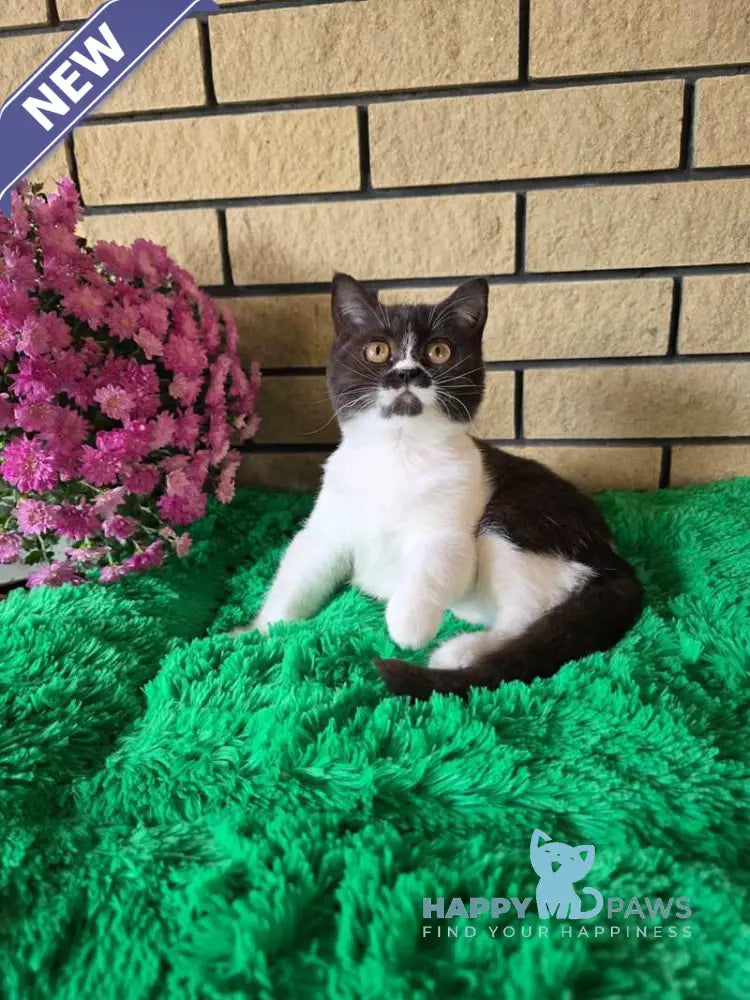 Aisha British Shorthair female black bicolour live animals